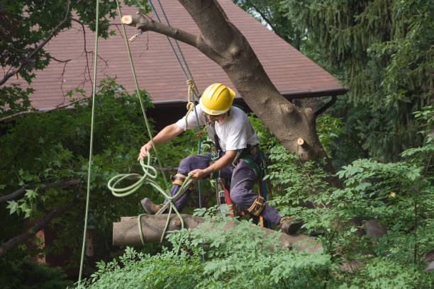 How Our Tree Care Process Works  in  Freemansburg, PA